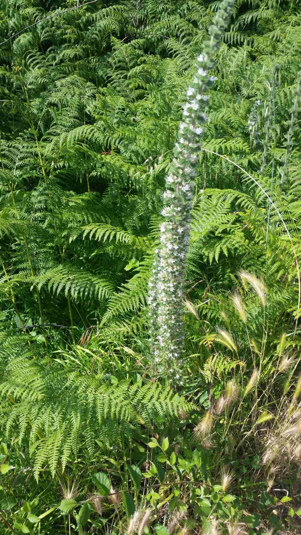 Echium italicum (Boraginaceae)